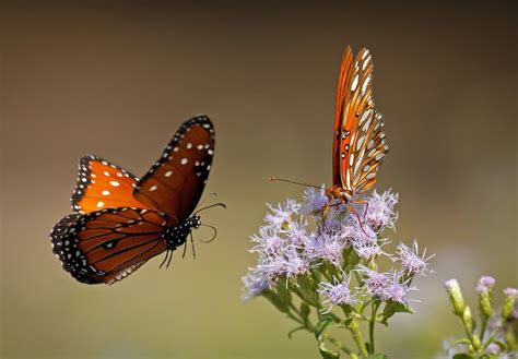 Rio Grande Valley Resident Wins North American Butterfly Photo Contest