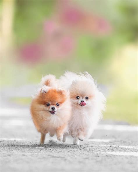 Pomeranian Pictures Characteristics And Facts In 2020 Pomeranian Dog