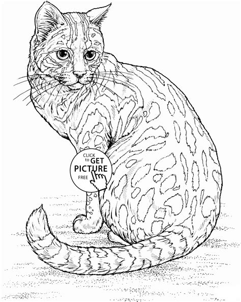 Information Online Cat Colouring Pages Printable