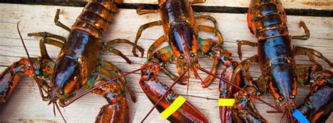 Maybe you would like to learn more about one of these? Lobster House Seafood Restaurant - Restaurant - Myrtle ...