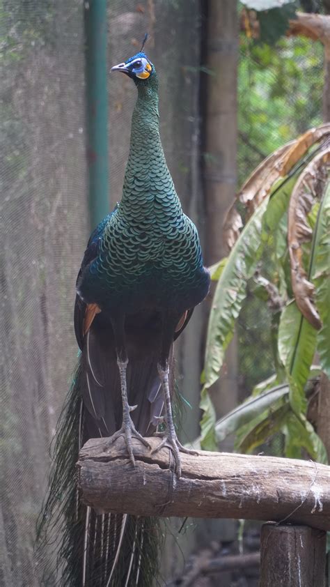 Exotic Big Birds, Eco Green Park - Batu on Behance