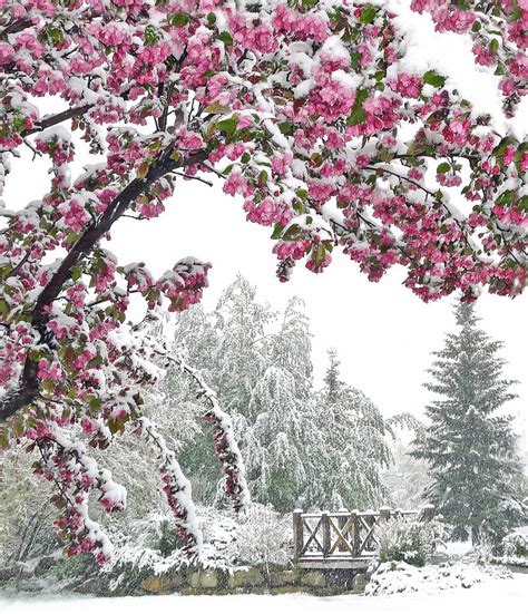 Cherry Blossoms And Snow Beautiful Winter Landscape Winter Scenery
