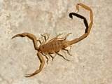 Pictures of Scorpion Pest Removal