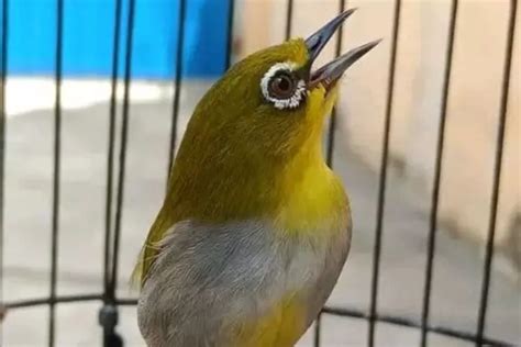 Yuk Kenalan Dengan 11 Jenis Burung Pleci Si Kicauan Mungil Yang