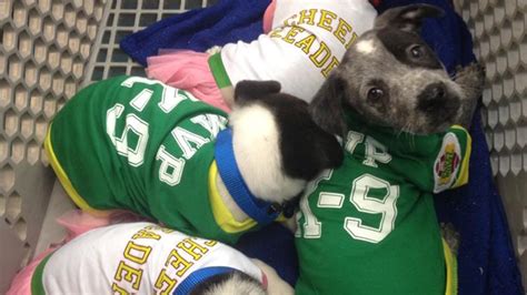 How do i order uber puppies? Uber offers 'Puppy Bowl' playtime on-demand | CTV News