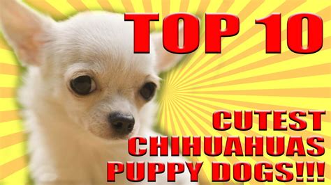 Top 10 Cutest Dogs Puppy Chihuahuas In The World 2017