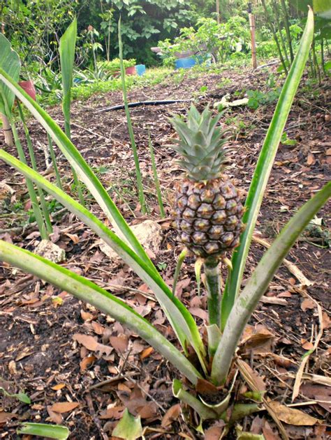 Pineapples Are Coming In Did You Know You Can Grow Your Own Pineapple