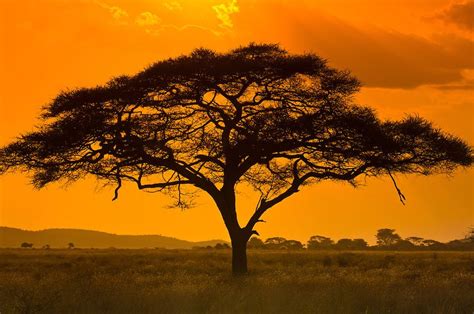 Photos Of Africa An Acacia Tree Serengeti National Park Tanzania