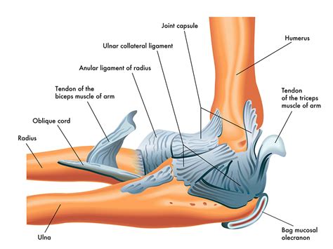 Elbow Anatomy Ligaments