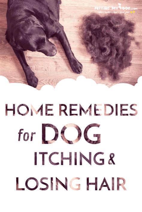 Home Remedies For Dog Itching And Losing Hair If Your Dog Is Scratching