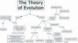 Theory Evolution Evidence Photos