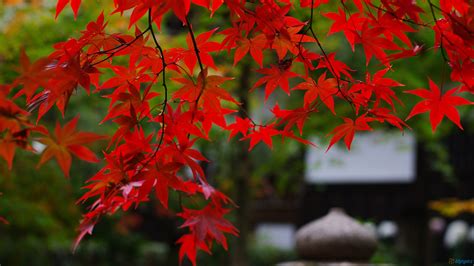 Autumn Maple Tree Foliage Wallpaper 1920x1080 29059