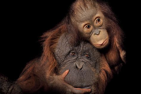 33 Fotos De Orangután