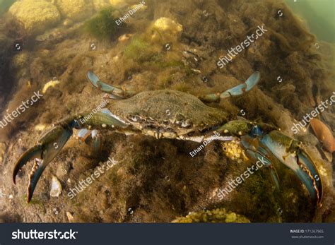 A Blue Crab Callinectes Sapidus Scurries Across The Muddy Bottom Of A
