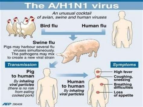 H1n1 Swine Flu