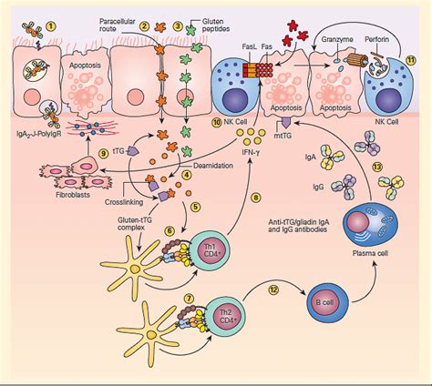 T Cell Mediated Autoimmune Diseases Immunopaedia