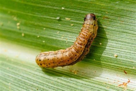 Fall Armyworm Infestation Affecting Negros Occidental Cornfields