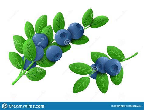Fresh Blueberry Branches Isolated On White Background Ripe Blueberries