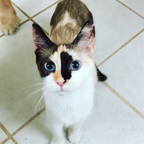 Siamese Cat Mixed With Calico Cat Klw