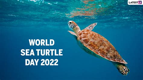 Festivals And Events News World Sea Turtle Day 2022 All About History