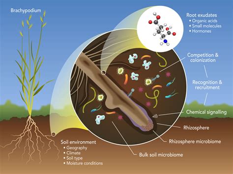 How Important Is Soil Quality To Addressing Climate Change Its