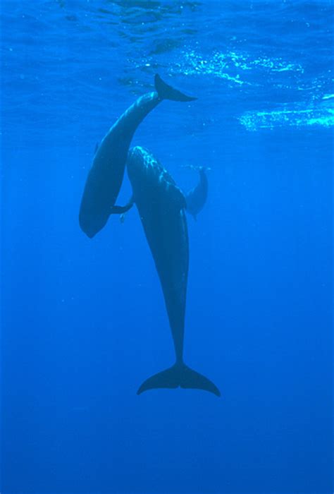 Whales And Dolphins Have Big Babies