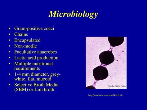 Ppt Group B Streptococcus Streptococcus Agalactiae Powerpoint Presentation Id 504905