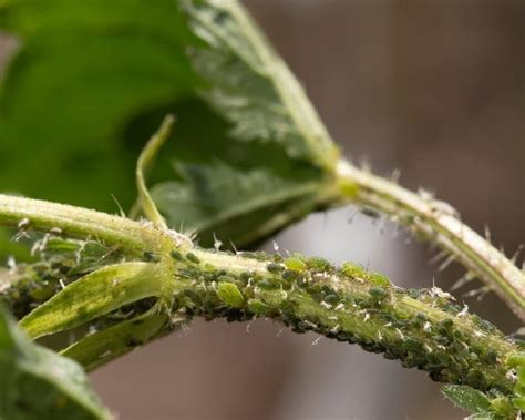 Aphids On Pepper Plants The Best Ways To Get Rid Of Prevent Them