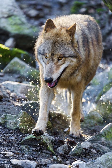 Wolf Walking On The Rocks A Wolf Walking On The Rocks Of H Flickr