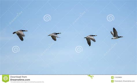 Flying Geese In The Sky Stock Photo Image Of Birds 115228864
