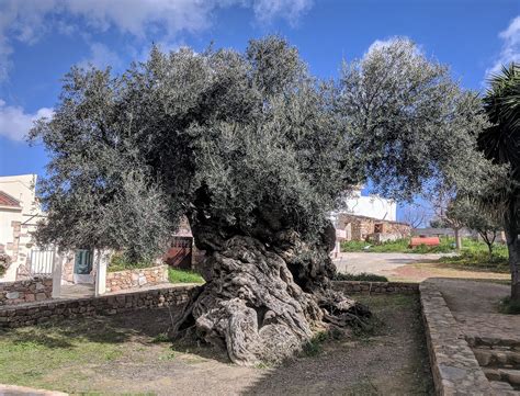 Oldest Olive Trees In The World From Greece To Israel 5000 Years Old