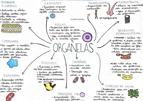 Organelas Mapa Mental Mapa Mental Mapa Membrana