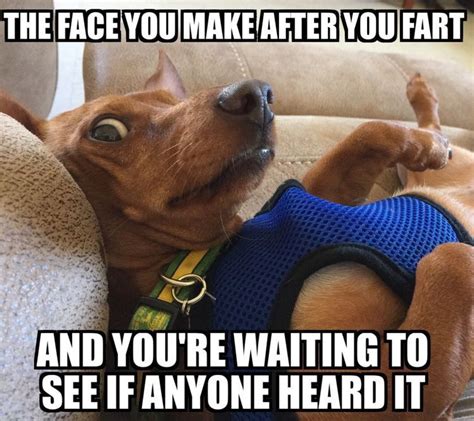 Pin By Jr Ritter On Memes For Laughs Funny Dog Memes Funny Animal
