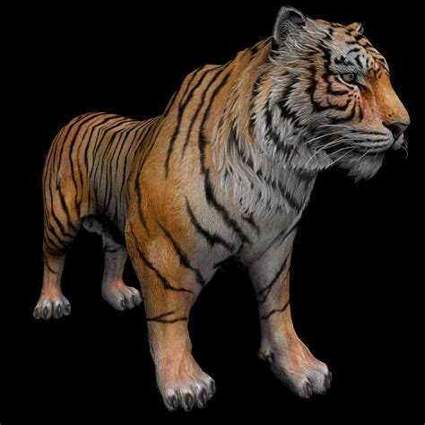 Tiger Animated 3d Model
