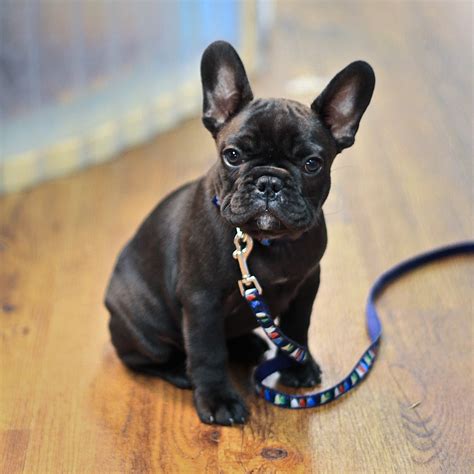 75 Photos Of French Bulldog Puppies Picture Bleumoonproductions
