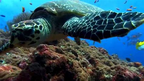 hd sea turtle swimming on reef youtube