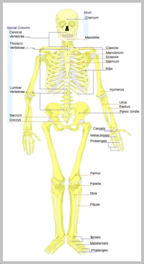 Human Skeleton Anterior View 744×1436 Anatomy System Human Body