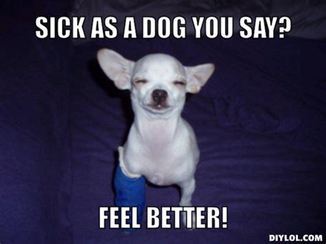 6 Pets Who Feel As Sick As A Dog Emerald Animal Hospital