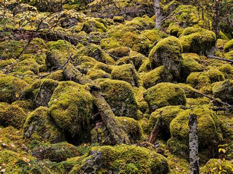Will The Slender Yoke Moss Be Saved Smithsonian