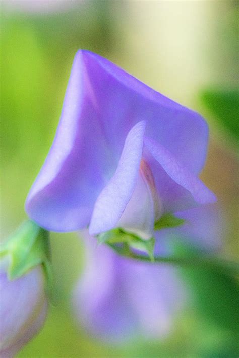 Purple Satin Photograph By Sue Gilbert Fine Art America