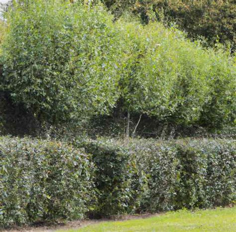 Which Plants Can Be Used To Create A Windbreak In An Exposed Garden