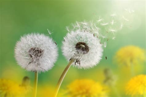 Dandelion With Seeds Blowing Away In The Wind Across Free Download