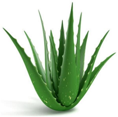 Ternyata, tanaman yang satu ini juga memiliki banyak manfaat jika diminum secara langsung. Khasiat Aloe Vera | Apakah Aloe Vera? | Khasiat Aloe Vera ...