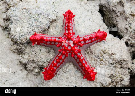 Red Knobbed Starfish On Beach Watamu Kenya Stock Photo Alamy