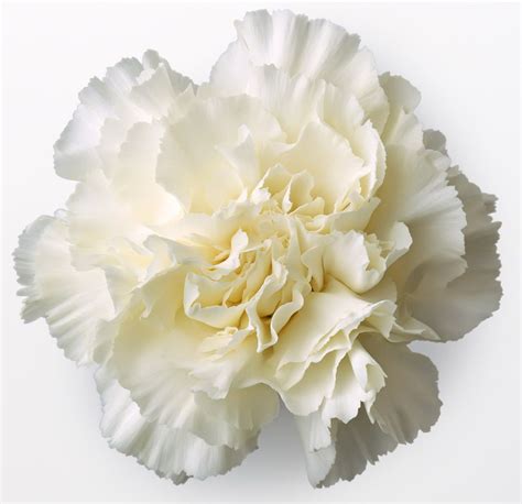 White Carnations In Flower Tags Carnation White Carnation