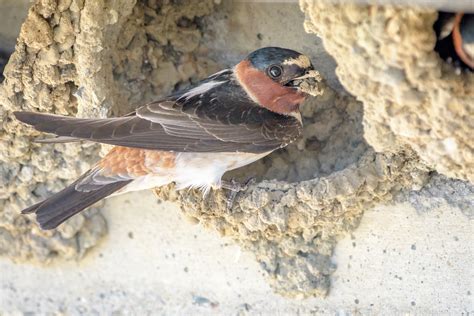 Cliff Swallow Audubon Field Guide