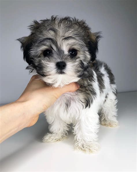 Teacup Maltipoo Maltese Poodle Puppy Holly Iheartteacups