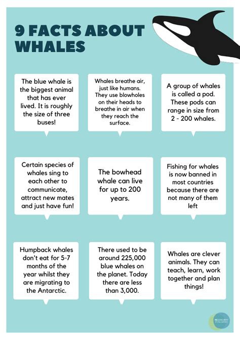 Humpback Whale Facts For Kids