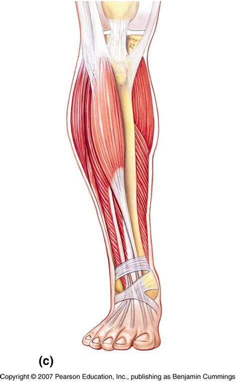 Upper Leg Muscles Diagram Human Anatomy And Physiology Diagrams Legs