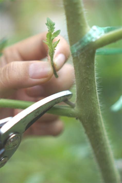 When Why And How To Prune Tomato Plants And Suckers Tomato Care 101